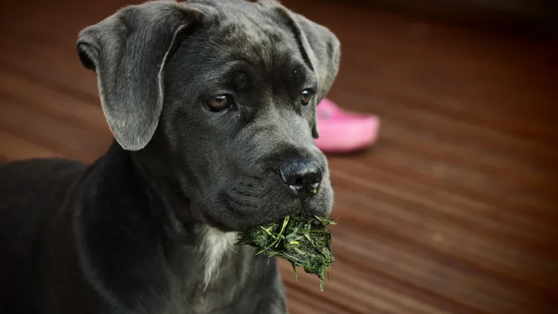 Pies cane corso: czy to pies obronny dla każdego? Kluczowe wymagania
