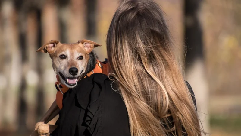 Pitbull pies: fakty i mity o zachowaniu, wychowaniu i odpowiedzialnym opiekunie