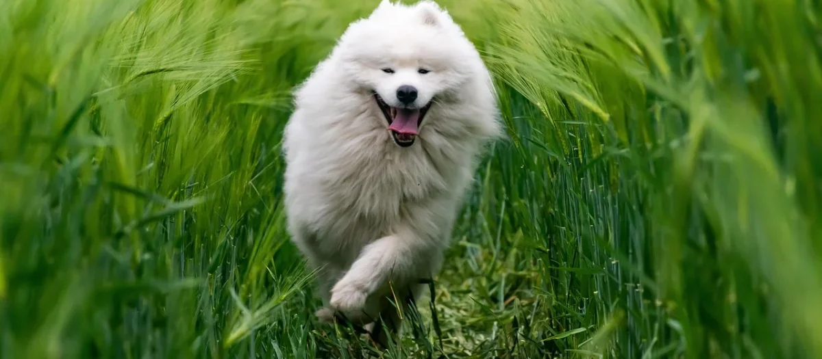 Pielęgnacja psa z gęstym podszerstkiem: pies samoyed i berneński pies pasterski