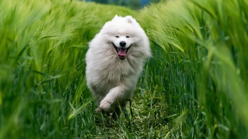 Pielęgnacja psa z gęstym podszerstkiem: pies samoyed i berneński pies pasterski